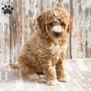 Kezia, Mini Labradoodle Puppy